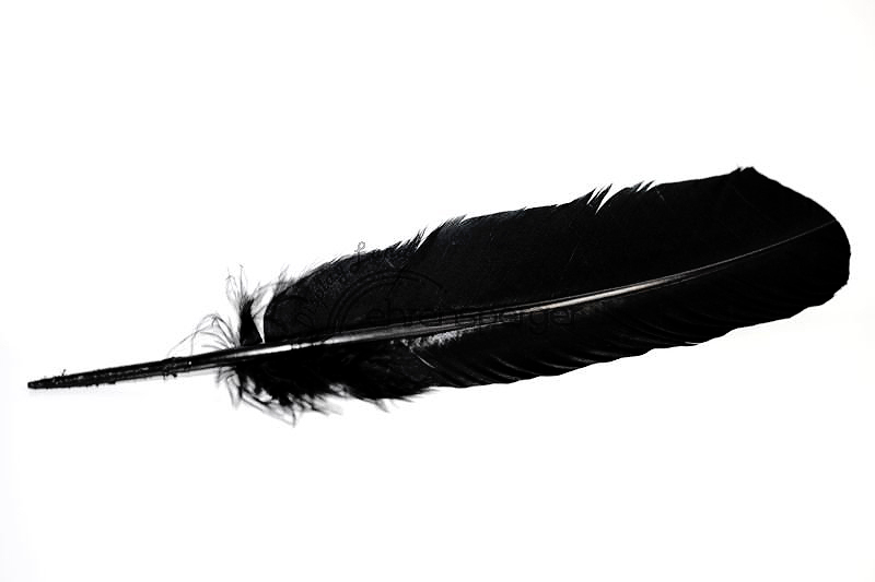 100211_kielfeder-schwarze-feder-schmuckfeder-echte-dekofeder.jpg